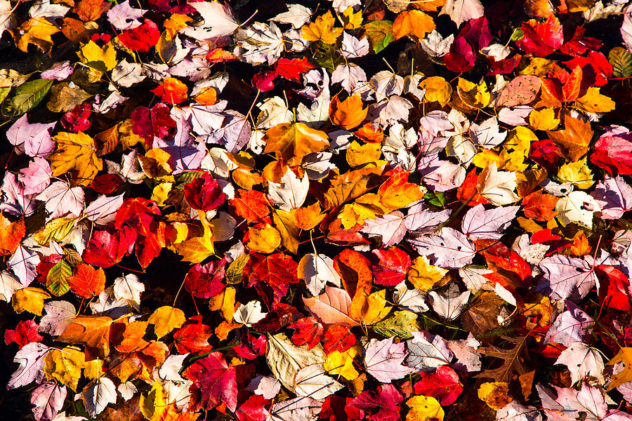 Leaves Galore Photograph by Karol Livote