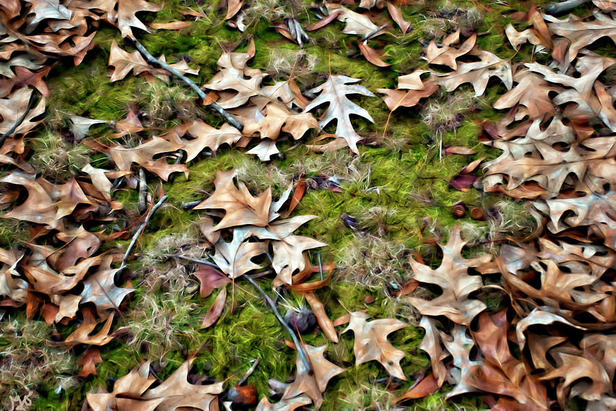 Leaves Photograph by Gina OBrien