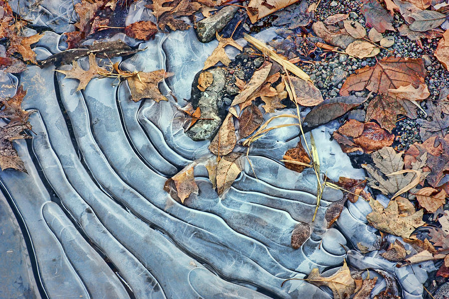Leaves - Ice Patterns Photograph by Nikolyn McDonald