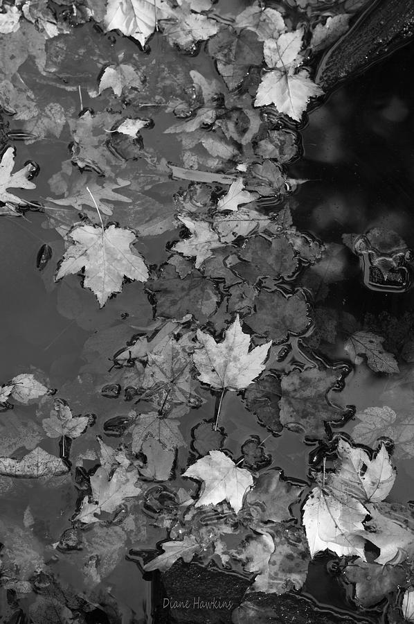 Leaves In A Pond Photograph