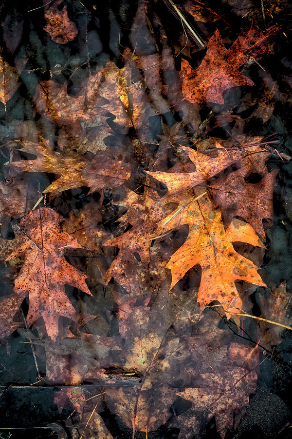 Leaves in a Rock Pool Photograph by Belinda Greb