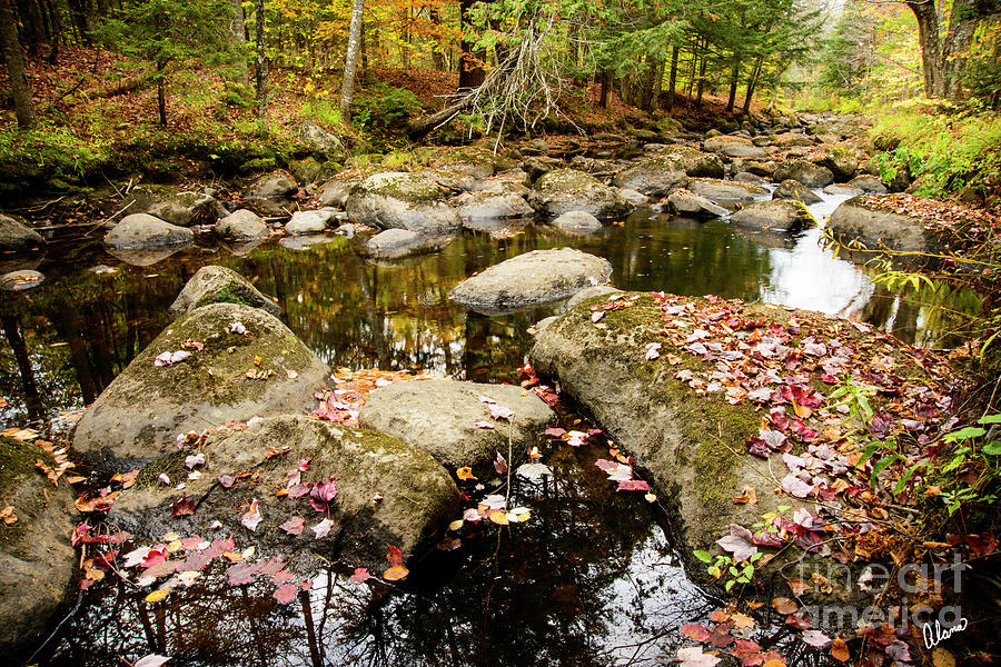 Leaves In a Stream Photograph by Alana Ranney