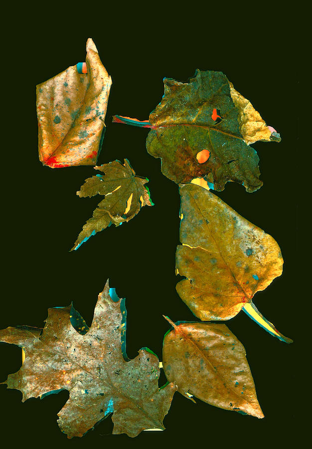 Leaves in color Digital Art by Cathy Anderson