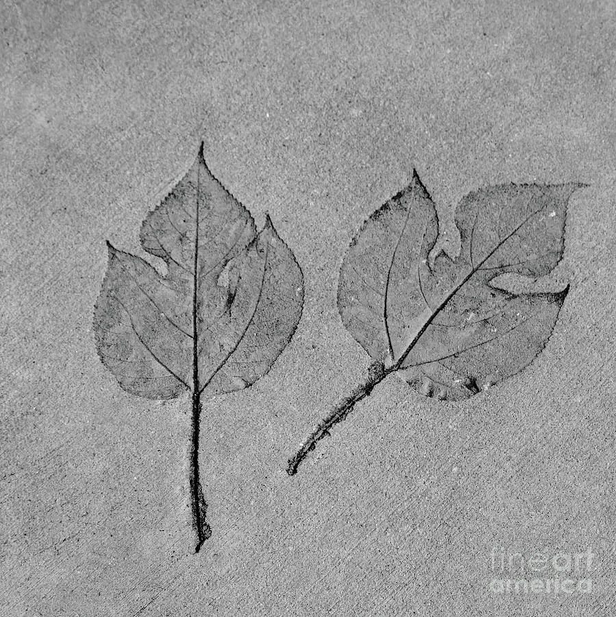 Leaves In Concrete Photograph by Skip Willits