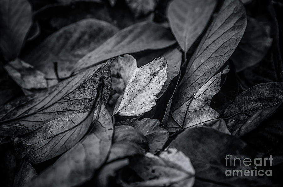 Leaves In Darkness Photograph