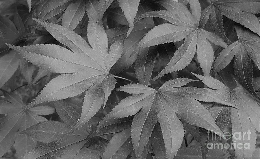 Leaves In Grey Photograph