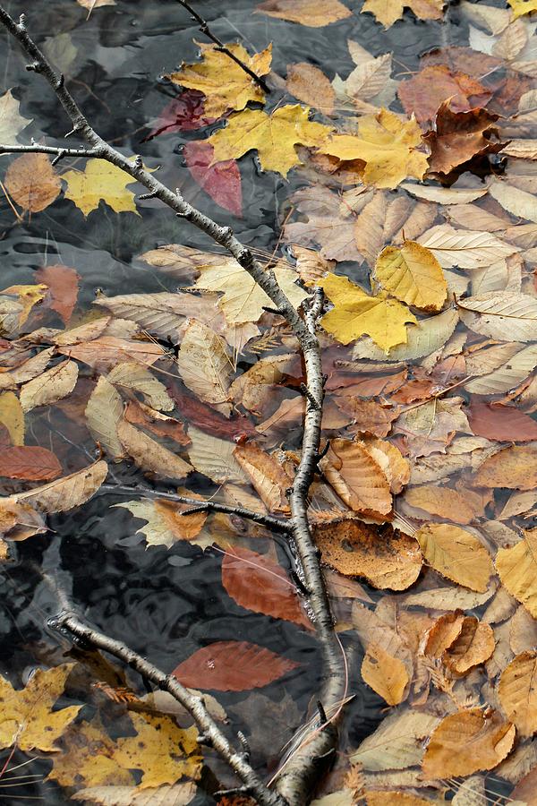 Leaves in Limbo Photograph by Doris Potter