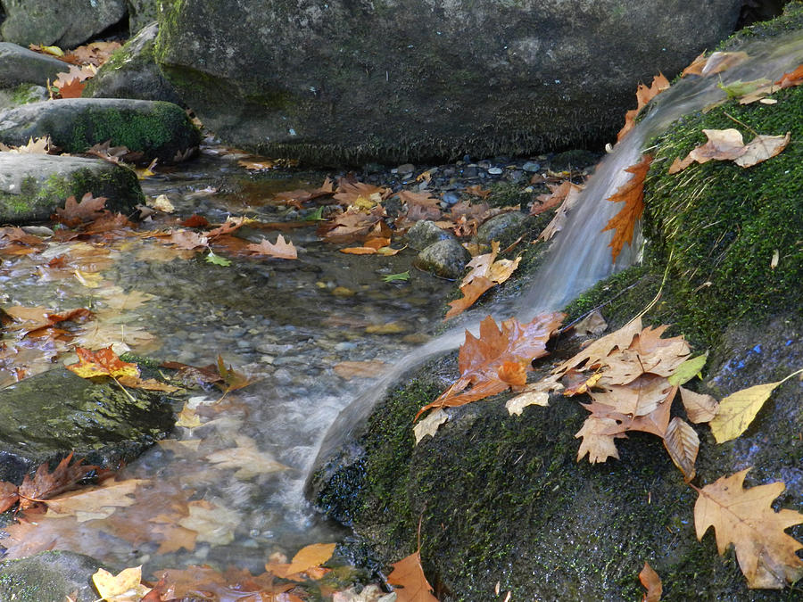 Leaves in Mountain Stream Photograph by Deborah Ferree