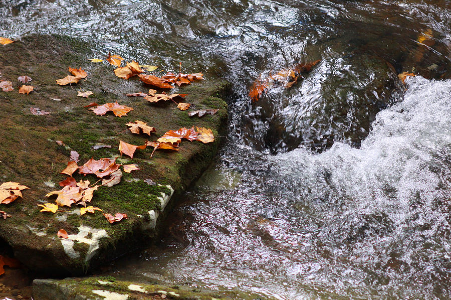 Nature Photograph - Leaves in mountain stream by George Ferrell