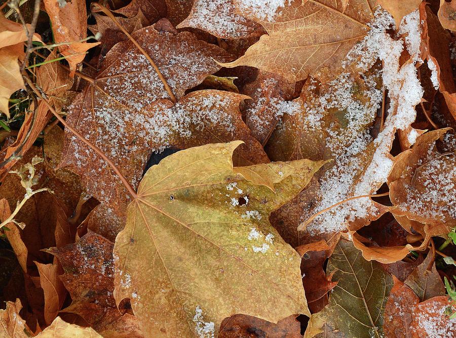 Leaves in November With Snow 2  Photograph by Lyle Crump