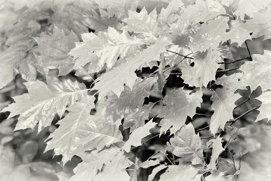 Leaves in rain Photograph by Karen Smale
