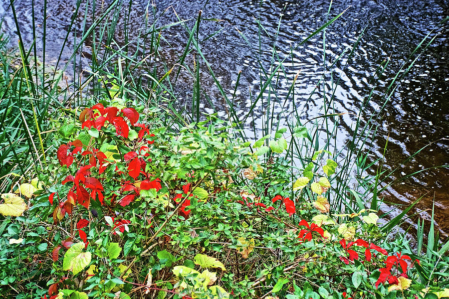 Leaves in Red and Yellow near Rogue River along White Pine Trail in Kent County, Michigan  Photograph by Ruth Hager