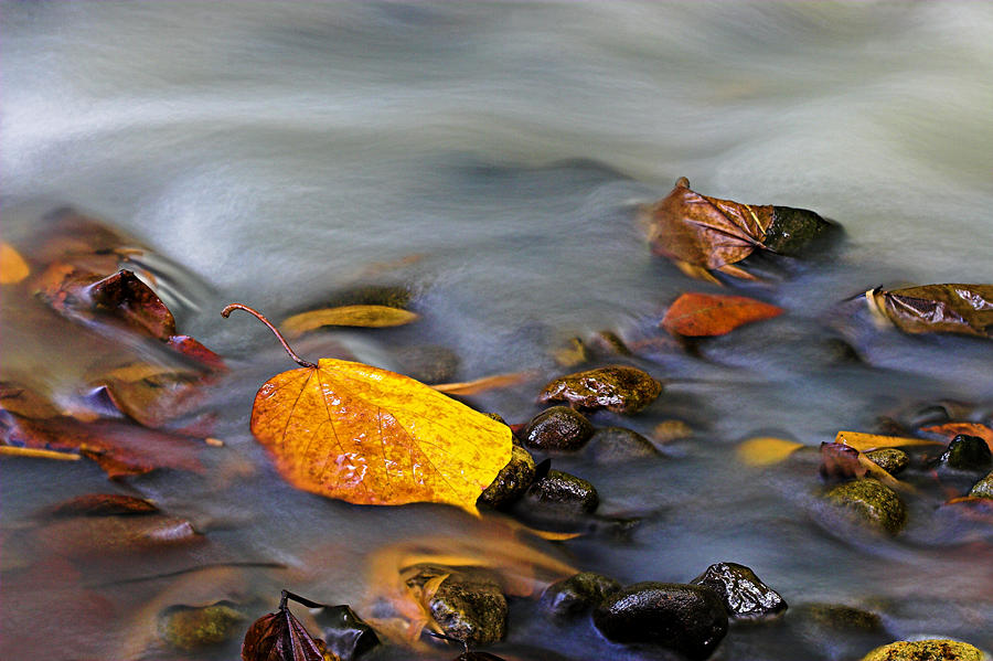Leaves in River-1-St Lucia Photograph by Chester Williams