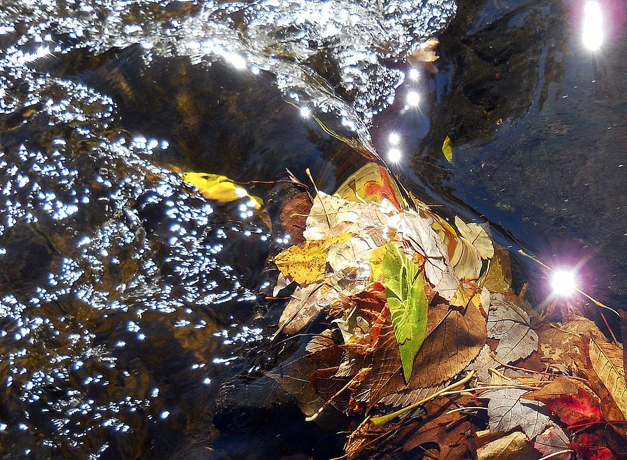 Leaves In River Photograph by Wolfgang Schweizer