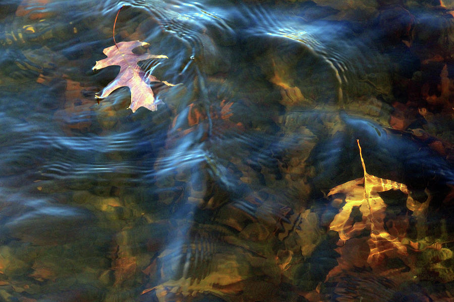 Autumn Leaves In Shallow Water With Ripples Photograph by Cora Wandel