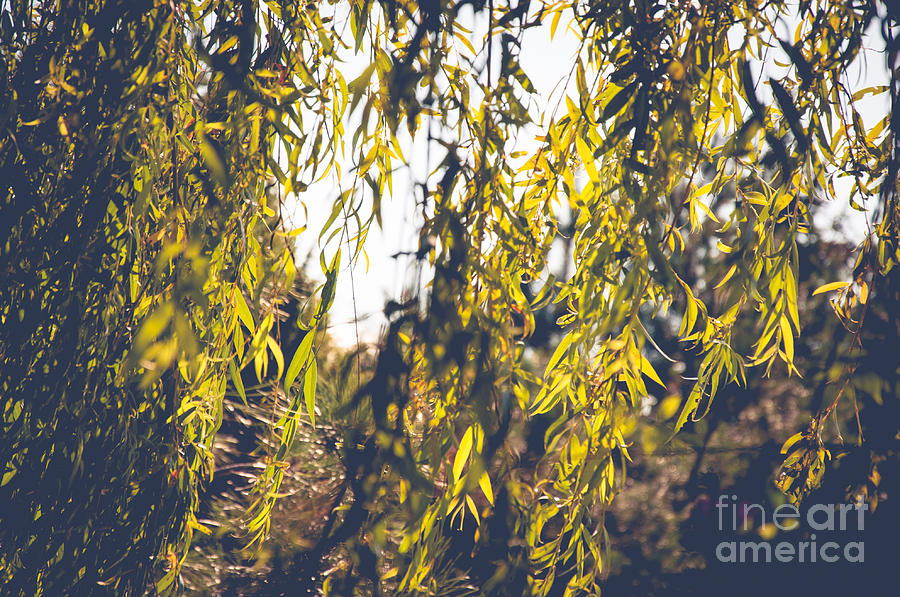 Leaves in sun Photograph by Mariusz Talarek