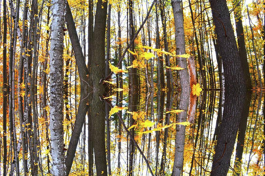 Leaves In The Forest Three  Digital Art by Lyle Crump