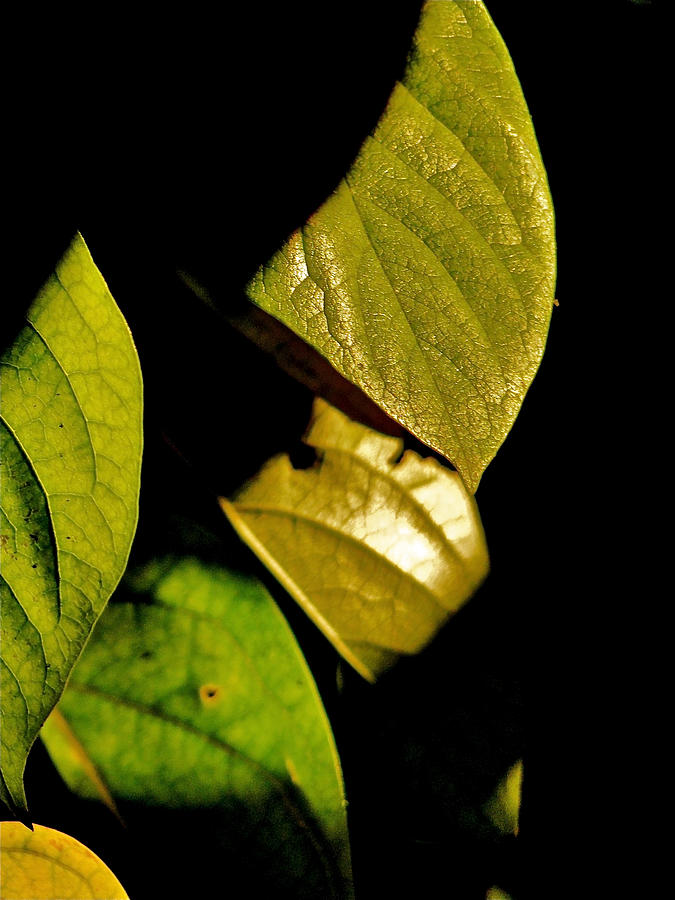 Leaves in the Shadows Photograph by Liz Vernand