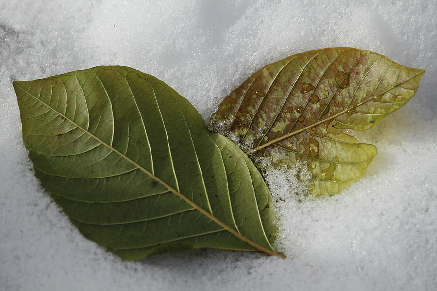 Leaves In The Snow Photograph by Doris Potter