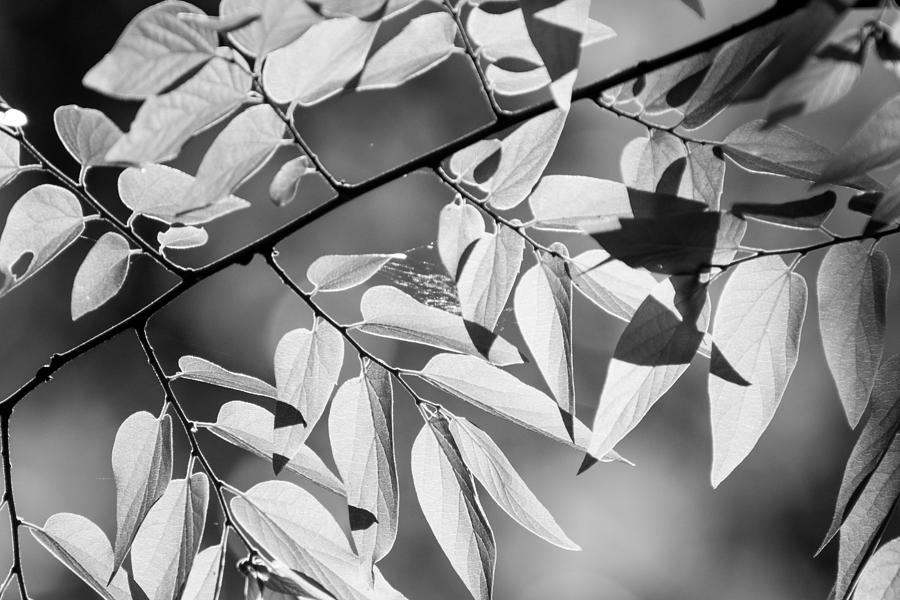 Leaves in the Sun Photograph by Hillis Creative