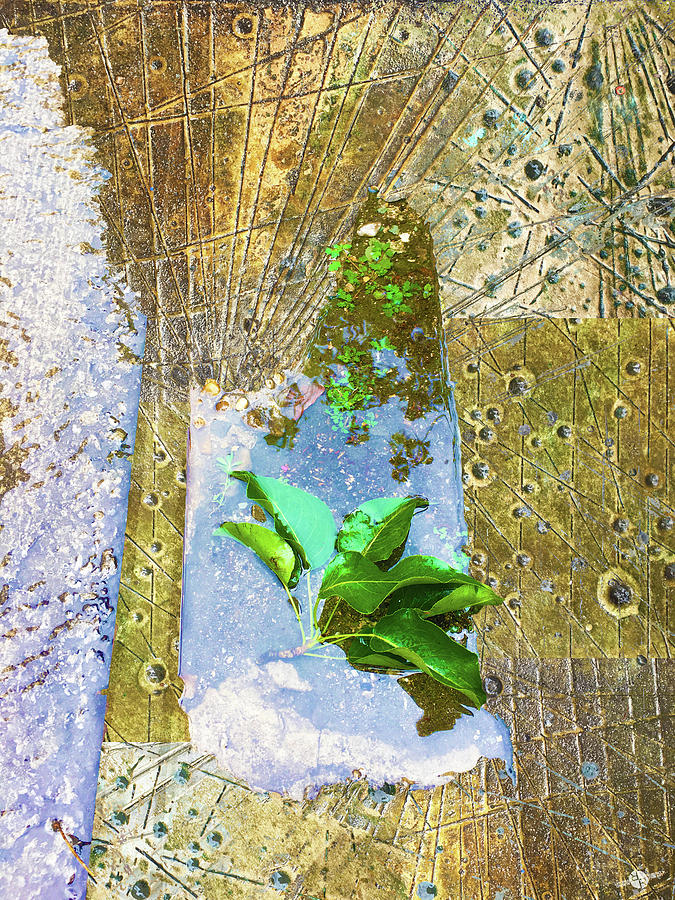 Leaves In Water Mixed Media by Tony Rubino