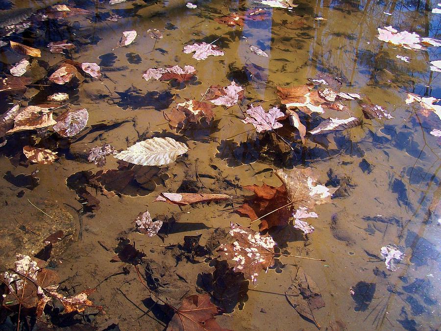 Leaves In Water Photograph by Wolfgang Schweizer