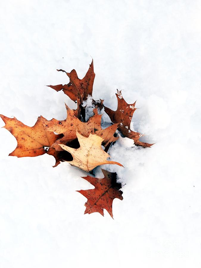 Leaves In Winter Photograph by Marcia Lee Jones
