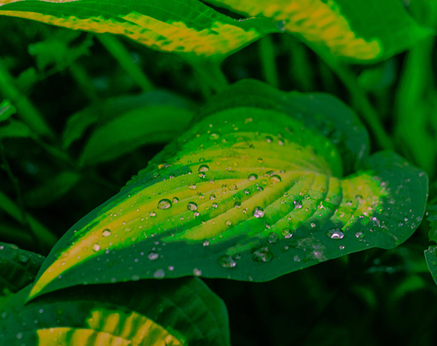 Leaves Photograph by Jerry Cahill