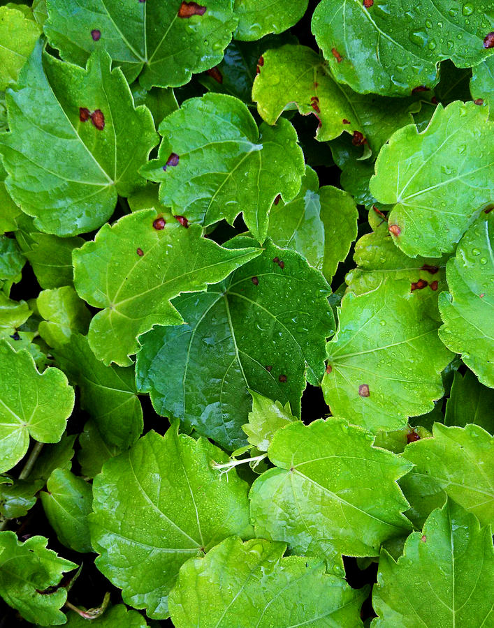 Green Photograph - Leaves by Jessica Wakefield Green Photograph - Leaves by Jessica Wakefield
