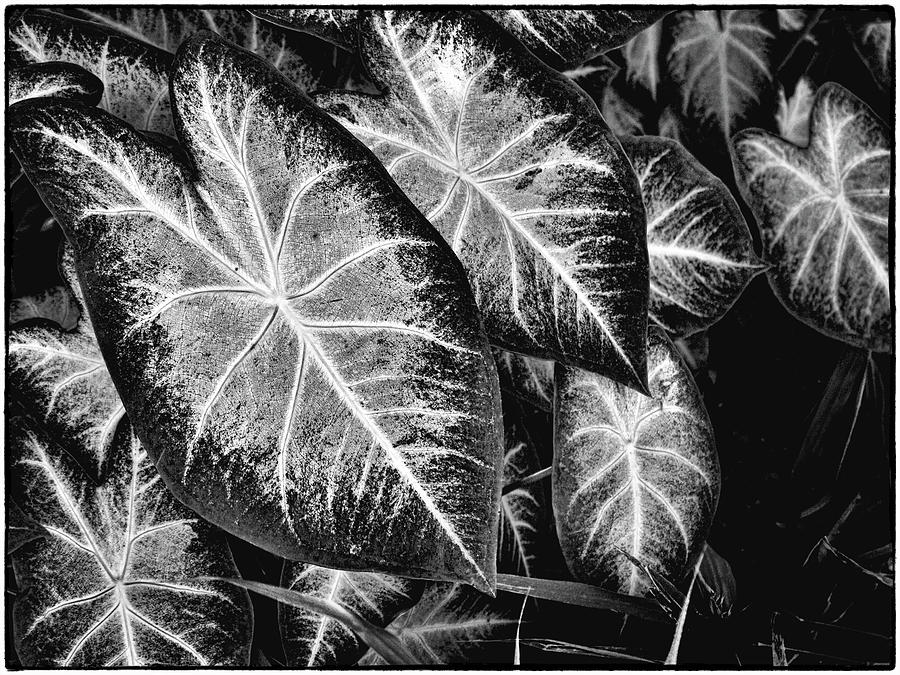 Leaves Photograph by John Hansen