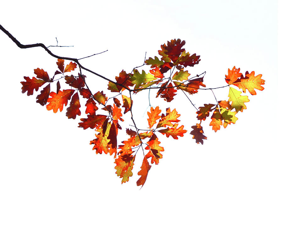 Oak Leaf Mittens Photograph by Michael Fields - Fine Art America