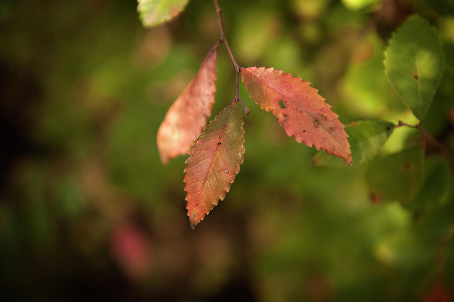Fall Photograph - Leaves by Malania Hammer
