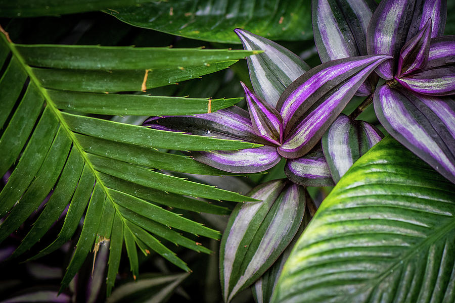 Leaves Photograph by Maria Freidlund - Fine Art America