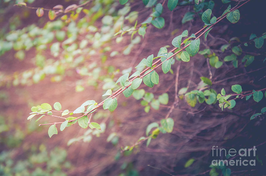 Leaves Photograph by Mariusz Talarek
