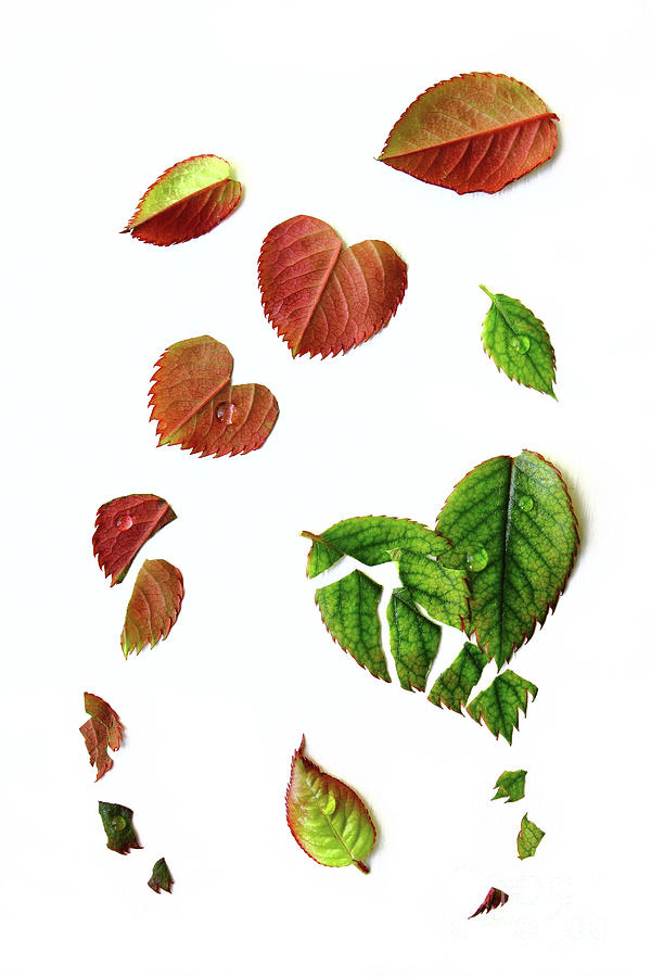 Leaves Photograph