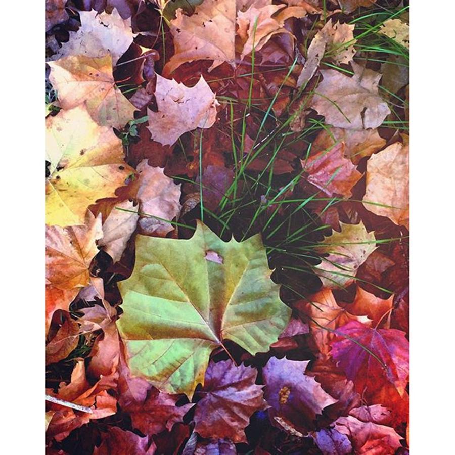 Nature Photograph - Leaves #mexturesapp #nature by Joan McCool