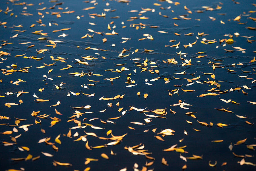 Leaves o Plenty Photograph by Todd Klassy