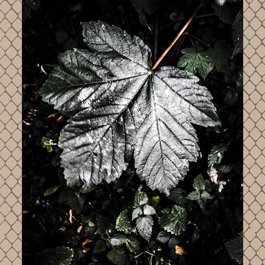 Nature Photograph - #leaves #oak #sycamore #beech #poplar by Sam Stratton