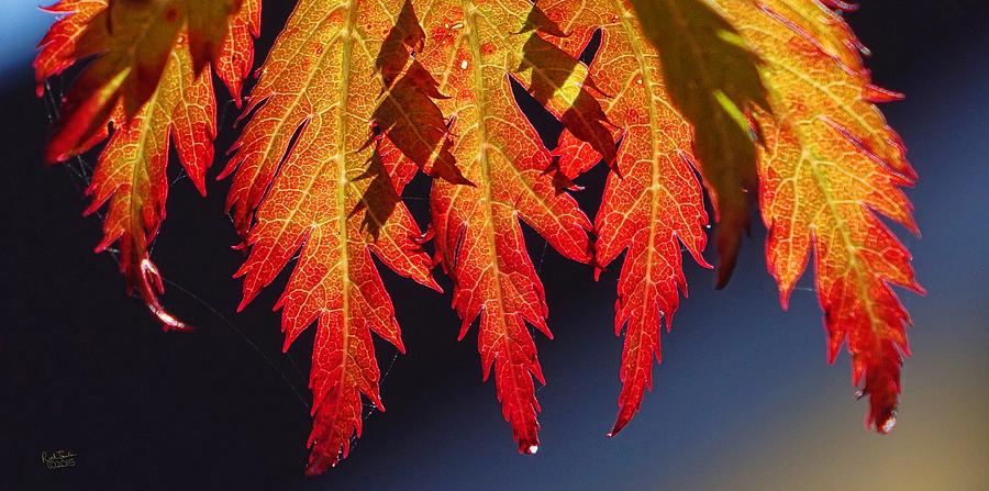 Leaves of Autumn Photograph by Rick Lawler