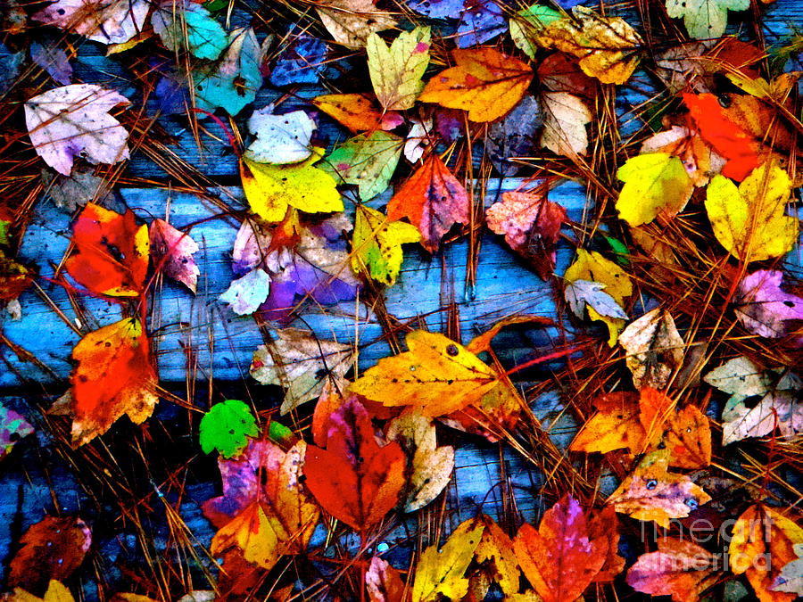 Leaves of Colors  Photograph by Cathy Dee Janes
