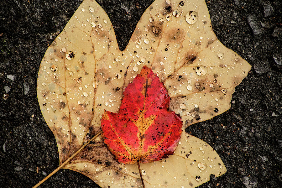 Don Johnson Photograph - Leaves of Fall by Don Johnson