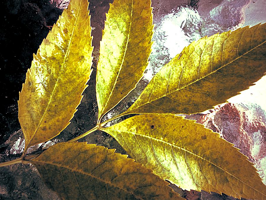Fall Photograph - Leaves of Gold by Beth Akerman