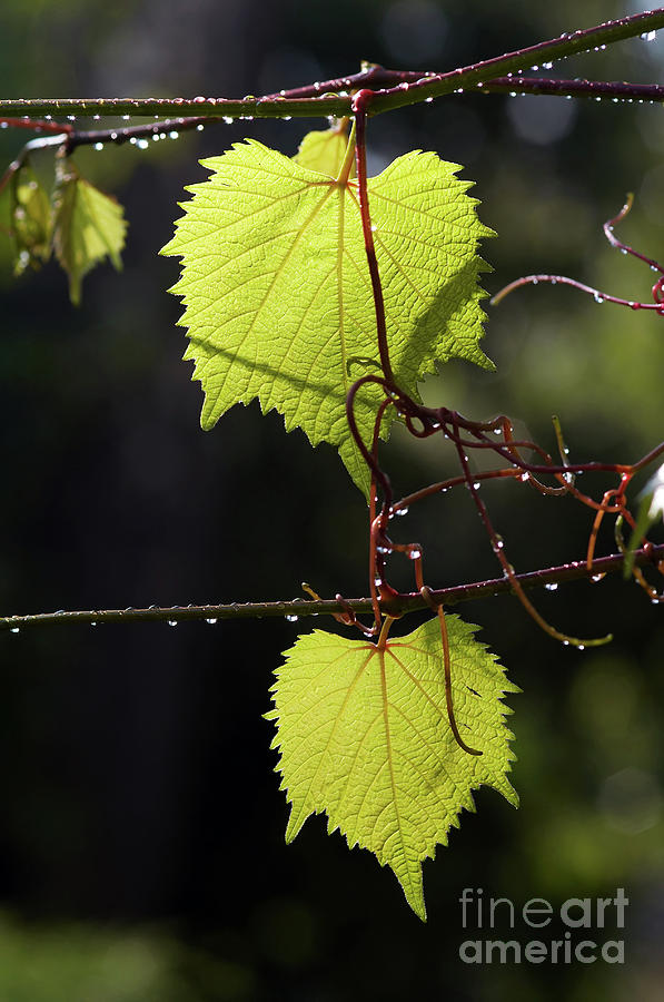 Leaves of grapevine after rain Photograph by Michal Boubin