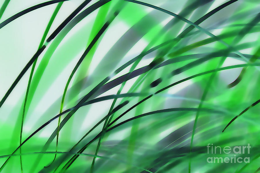 Abstract Photograph - Leaves Of Grass by Terril Heilman