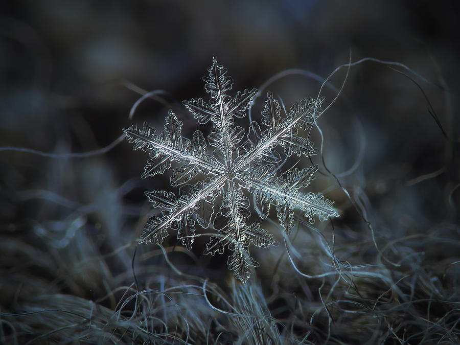 Leaves of ice by Alexey Kljatov Leaves of ice by Alexey Kljatov
