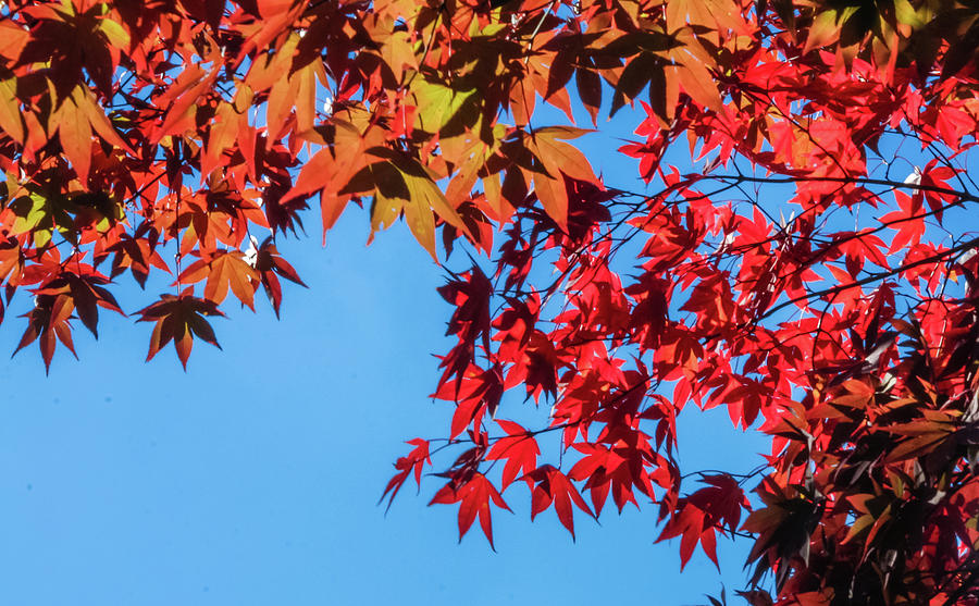 Leaves of red Japanese maple on a background of blue sky Photograph by ...