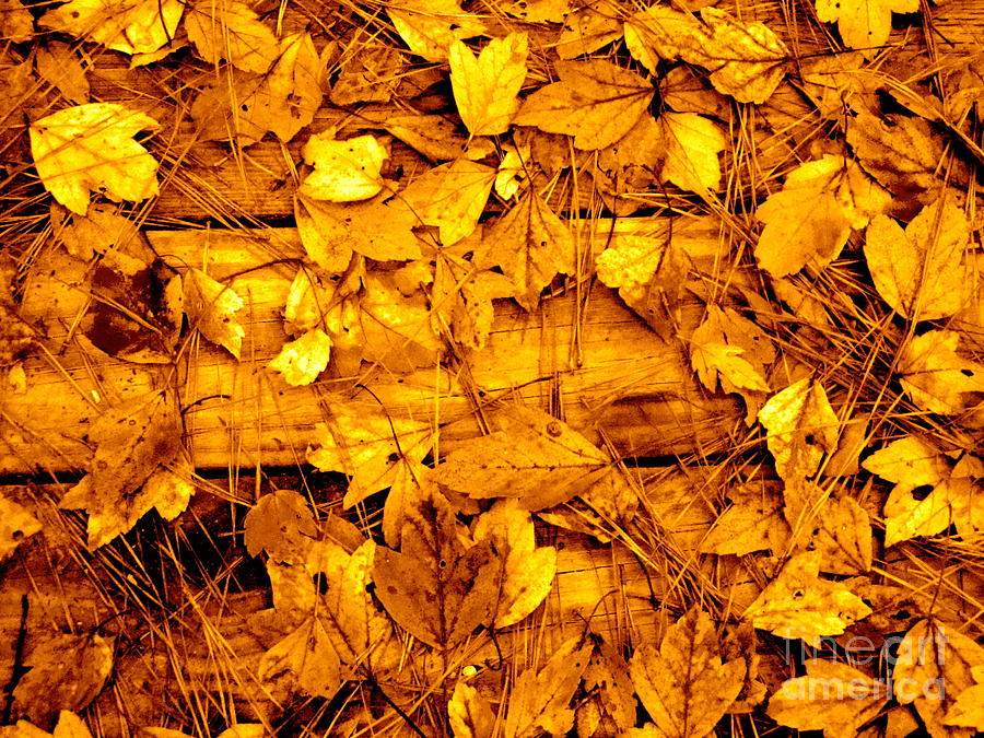Leaves of Sepia Photograph by Cathy Dee Janes