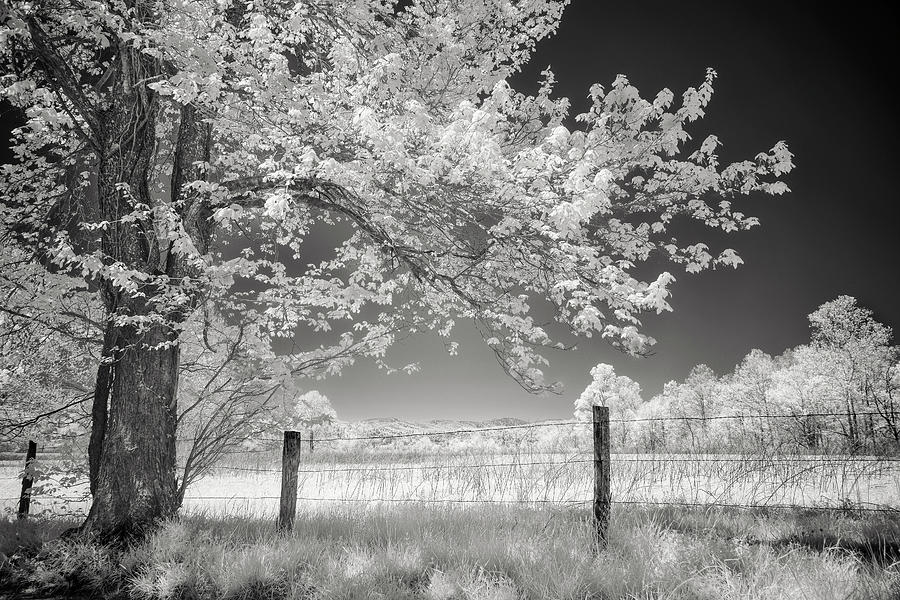 Black And White Photograph - Leaves of Spring by Jon Glaser