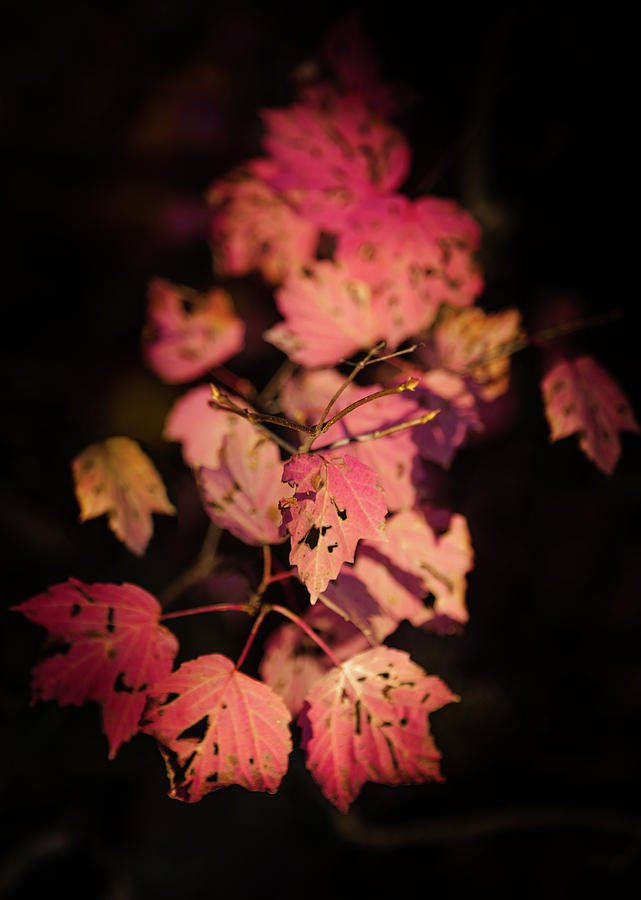 LEAVES of SURRENDER Photograph by Karen Wiles
