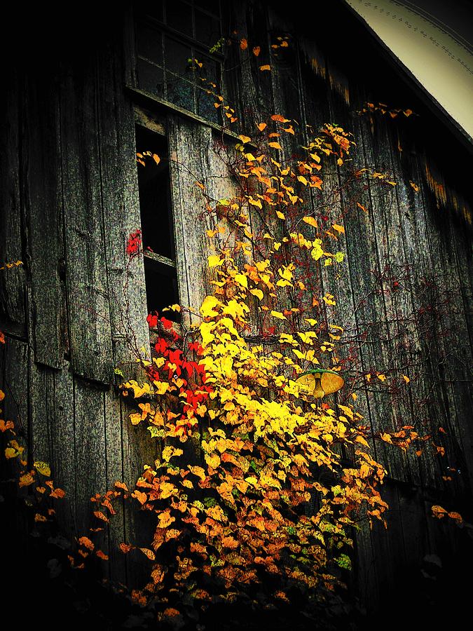 Leaves on an Old Barn Photograph by Joyce Kimble Smith
